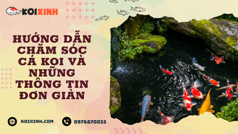 Hướng Dẫn Chăm Sóc Cá Koi Và Những Thông Tin đơn Giản