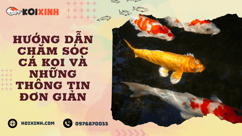 Hướng Dẫn Chăm Sóc Cá Koi Và Những Thông Tin đơn Giản