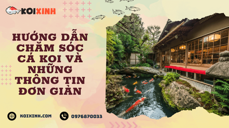 Hướng Dẫn Chăm Sóc Cá Koi Và Những Thông Tin đơn Giản