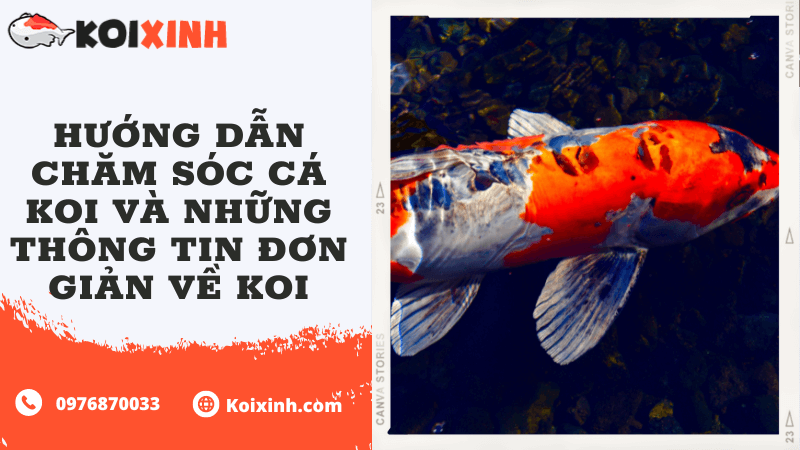 Hướng Dẫn Chăm Sóc Cá Koi Và Những Thông Tin đơn Giản Về Koi