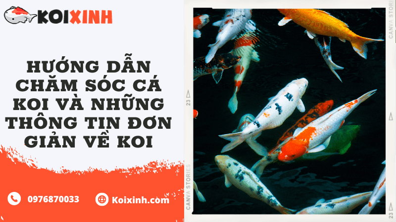 Hướng Dẫn Chăm Sóc Cá Koi Và Những Thông Tin đơn Giản Về Koi