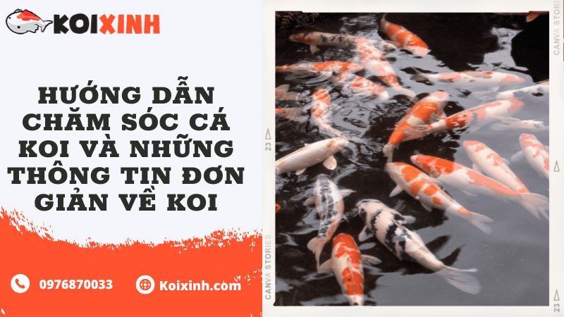 Hướng Dẫn Chăm Sóc Cá Koi Và Những Thông Tin đơn Giản Về Koi