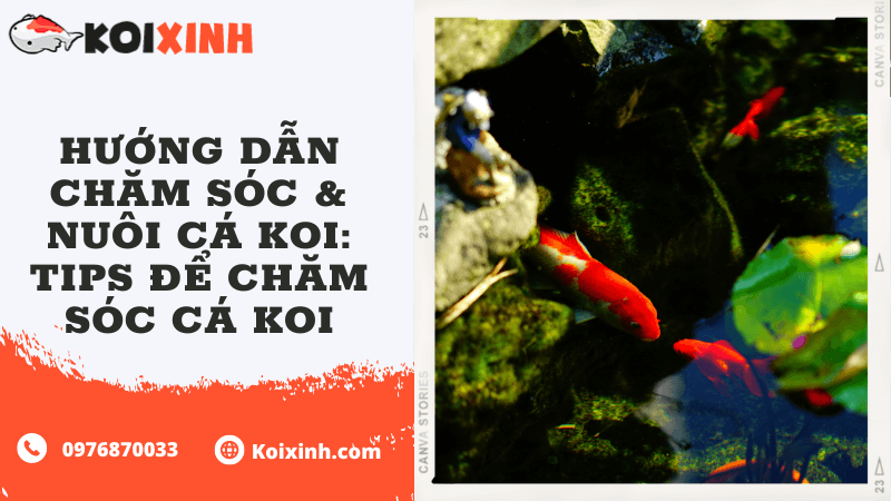 Hướng Dẫn Chăm Sóc & Nuôi Cá Koi: Tips để Chăm Sóc Cá Koi
