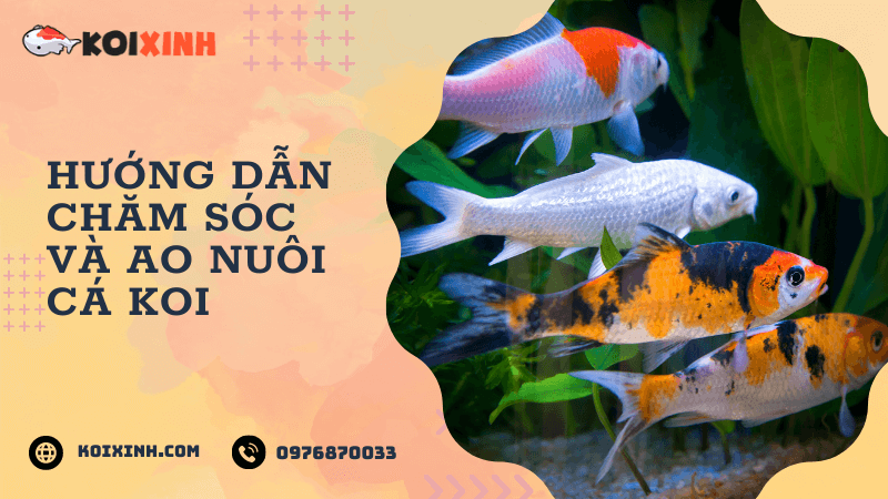 Hướng Dẫn Chăm Sóc Và Ao Nuôi Cá Koi Hướng Dẫn Chăm Sóc Và Ao Nuôi Cá Koi
