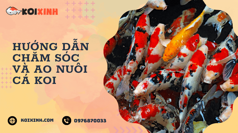 Hướng Dẫn Chăm Sóc Ao Nuôi Hướng Dẫn Chăm Sóc Ao Nuôi