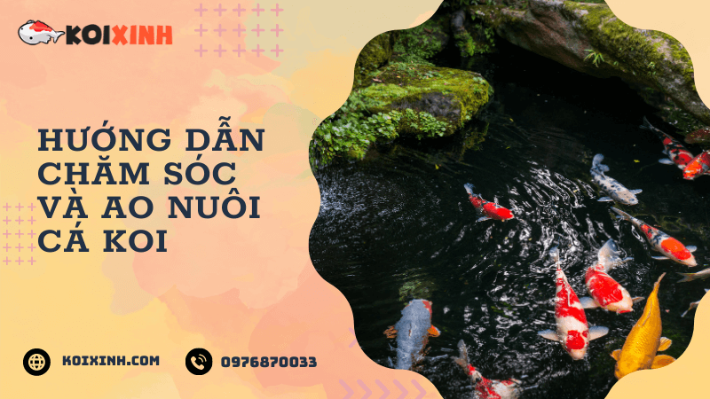 Hướng Dẫn Chăm Sóc Ao Cá Koi Hướng Dẫn Chăm Sóc Ao Cá Koi