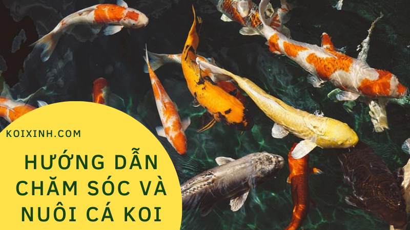 Hướng Dẫn Chăm Sóc Và Nuôi Cá Koi