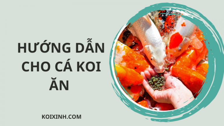 Hướng Dẫn Cho Cá Koi ăn Khi Nhiệt độ Thay đổi