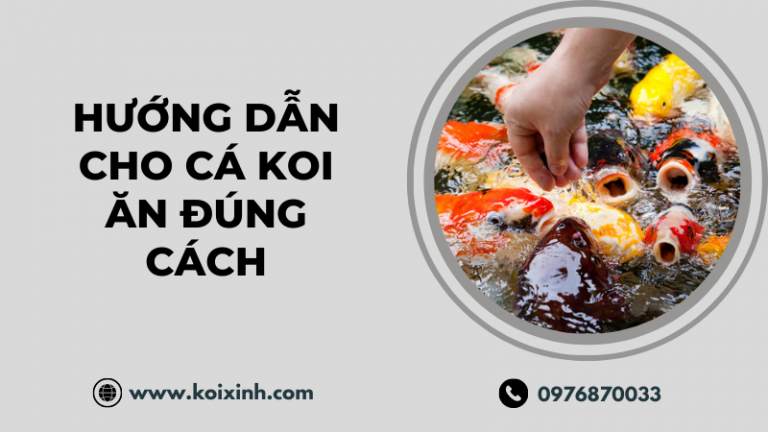 Hướng Dẫn Cách Cho Cá Koi ăn đúng Chuẩn Từ Chuyên Gia