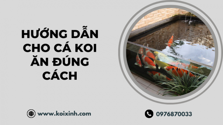 Hướng Dẫn Cách Cho Cá Koi ăn đúng Chuẩn Từ Chuyên Gia