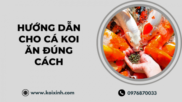 Hướng Dẫn Cách Cho Cá Koi ăn đúng Chuẩn Từ Chuyên Gia