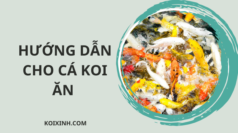 Hướng Dẫn Cho Cá Koi ăn Khi Nhiệt độ Thay đổi