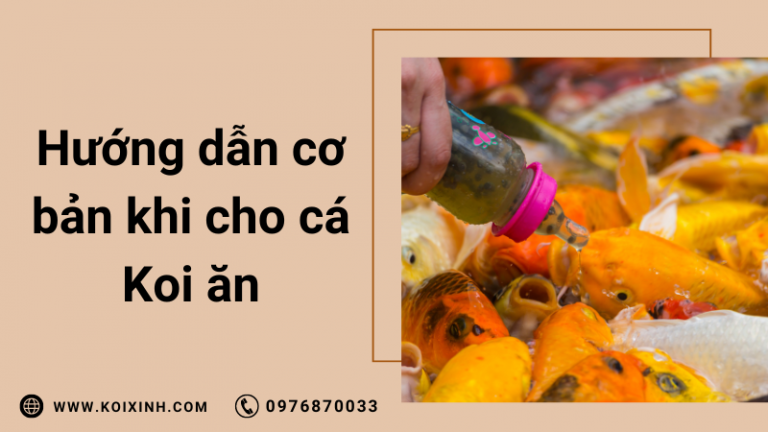 Cho Cá Koi ăn Gì? Hướng Dẫn Cơ Bản Cho Cá Koi ăn