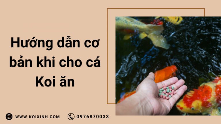 Cho Cá Koi ăn Gì? Hướng Dẫn Cơ Bản Cho Cá Koi ăn