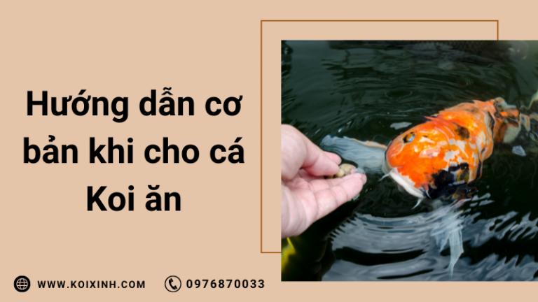Cho Cá Koi ăn Gì? Hướng Dẫn Cơ Bản Cho Cá Koi ăn