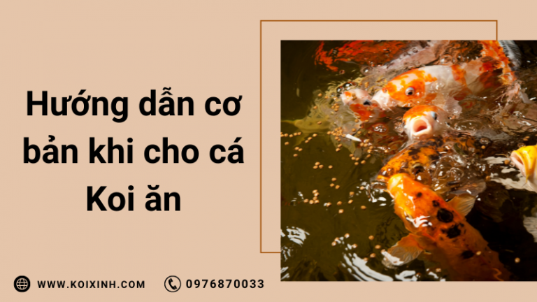 Cho Cá Koi ăn Gì? Hướng Dẫn Cơ Bản Cho Cá Koi ăn
