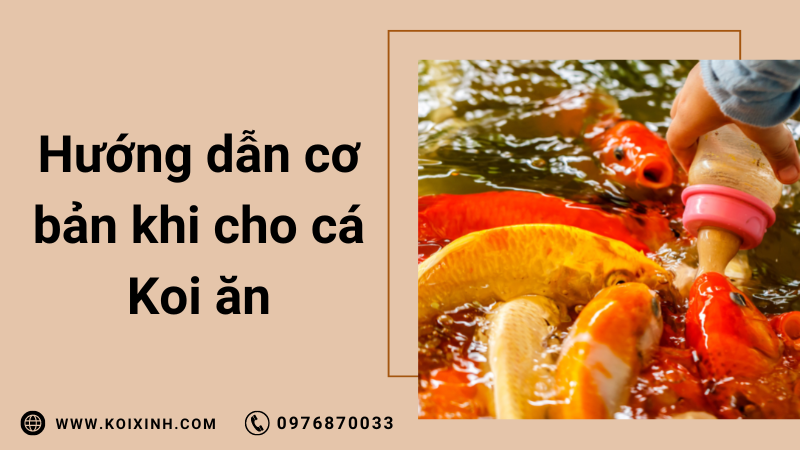 Cho Cá Koi ăn Gì? Hướng Dẫn Cơ Bản Cho Cá Koi ăn