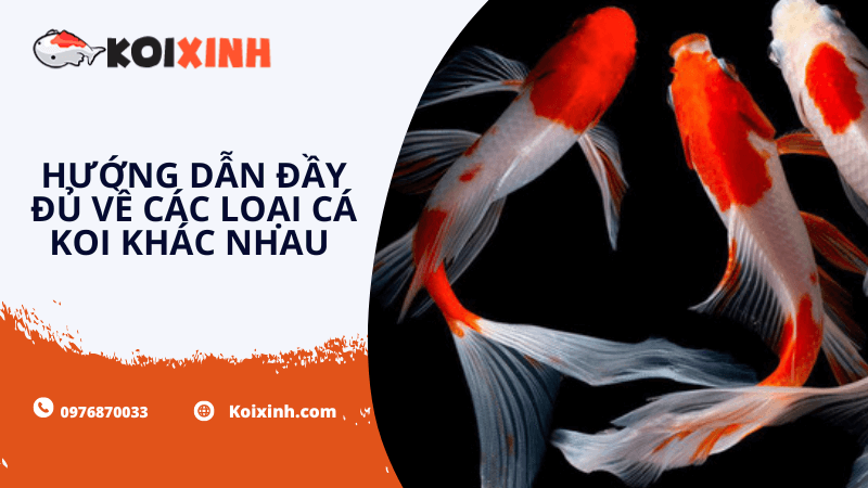 Hướng Dẫn đầy đủ Về Các Loại Cá Koi Khác Nhau – (22 Giống Cá Koi Chính)