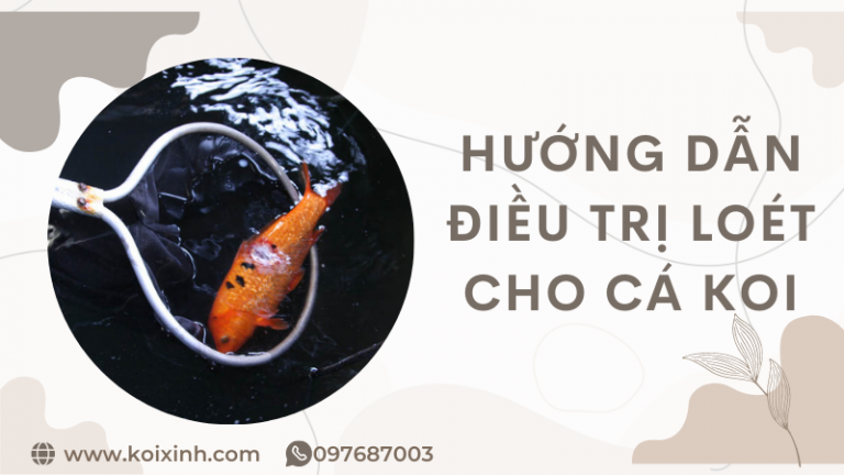 Hướng Dẫn điều Trị Vết Loét Cho Cá Koi Hướng Dẫn điều Trị Vết Loét Cho Cá Koi