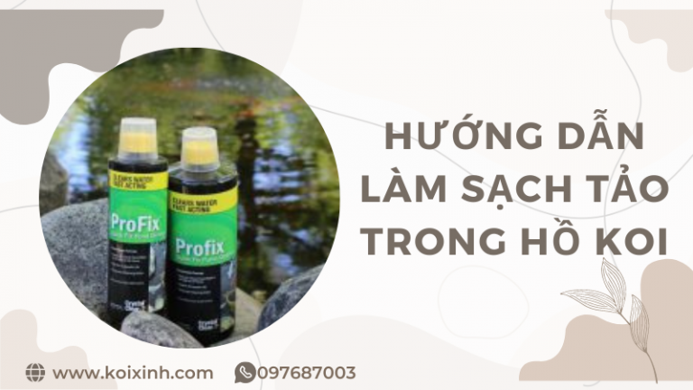 Hướng Dẫn Làm Sạch Tảo Trong Hồ Koi đơn Giản Và Hiệu Quả