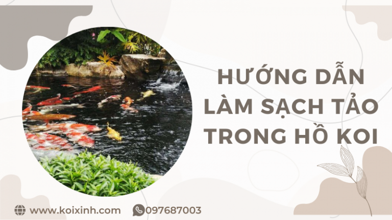 Hướng Dẫn Làm Sạch Tảo Trong Hồ Koi đơn Giản Và Hiệu Quả