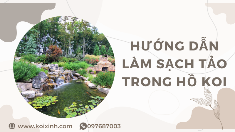 Hướng Dẫn Làm Sạch Tảo Trong Hồ Koi đơn Giản Và Hiệu Quả