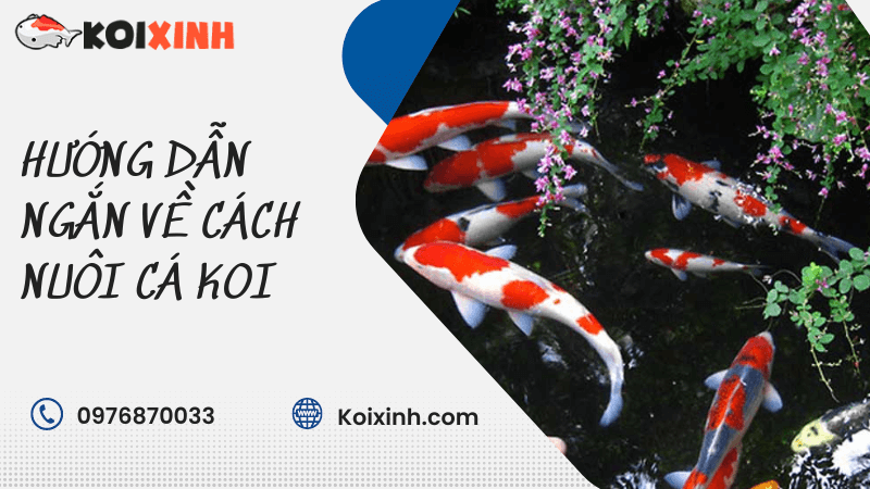 Hướng Dẫn Ngắn Về Cách Nuôi Cá Koi Hướng Dẫn Ngắn Về Cách Nuôi Cá Koi