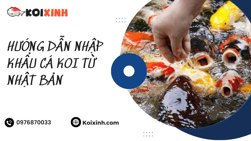 Hướng Dẫn Nhập Khẩu Cá Koi Từ Nhật Bản Hướng Dẫn Nhập Khẩu Cá Koi Từ Nhật Bản