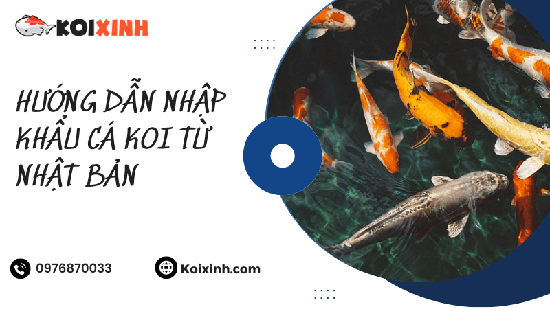 Hướng Dẫn Nhập Khẩu Cá Koi Từ Nhật Bản Hướng Dẫn Nhập Khẩu Cá Koi Từ Nhật Bản