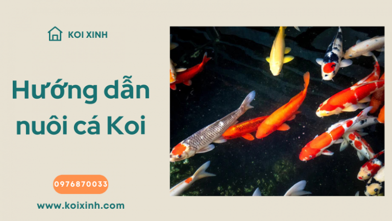 Hướng Dẫn Nuôi Cá Koi Cho Hệ Thống Aquaponics