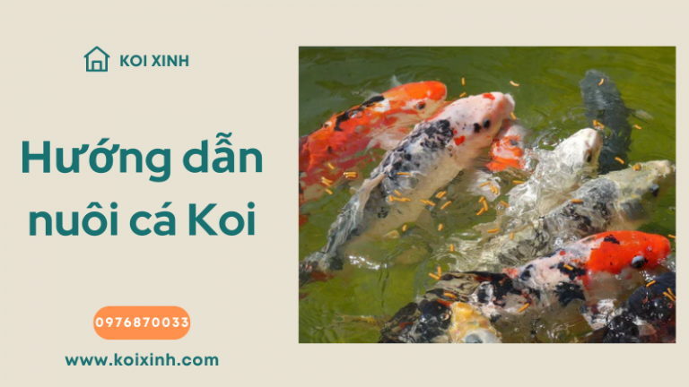 Hướng Dẫn Nuôi Cá Koi Cho Hệ Thống Aquaponics