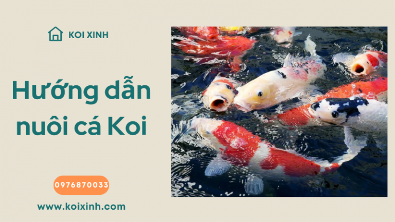 Hướng Dẫn Nuôi Cá Koi Cho Hệ Thống Aquaponics