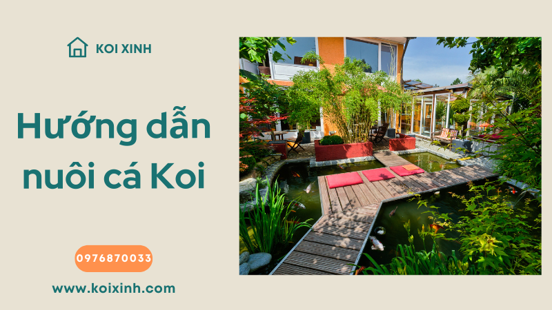 Hướng Dẫn Nuôi Cá Koi Cho Hệ Thống Aquaponics