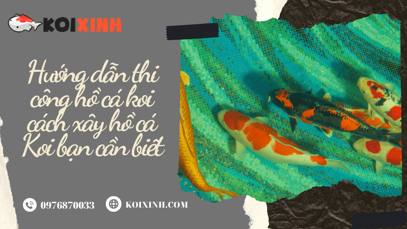 Hướng Dẫn Thi Công Hồ Cá Koi Cách Xây Hồ Cá Koi Bạn Cần Biết Hướng Dẫn Thi Công Hồ Cá Koi Cách Xây Hồ Cá Koi Bạn Cần Biết