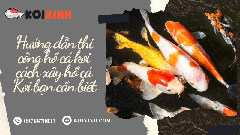 Hướng Dẫn Thi Công Hồ Cá Koi Cách Xây Hồ Cá Koi Bạn Cần Biết Hướng Dẫn Thi Công Hồ Cá Koi Cách Xây Hồ Cá Koi Bạn Cần Biết