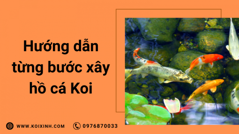 Cách Xây Hồ Cá Koi Từng Bước