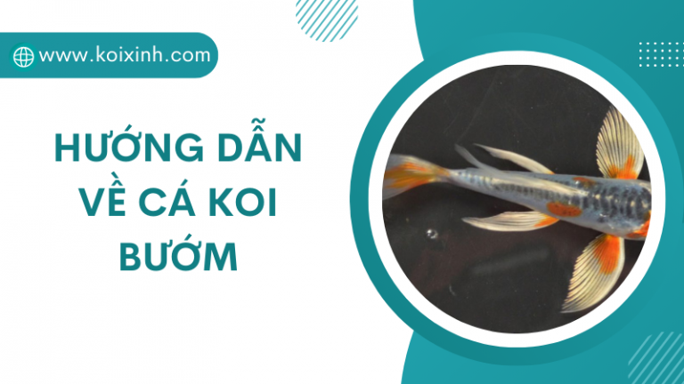 Hướng Dẫn Về Cá Koi Bướm