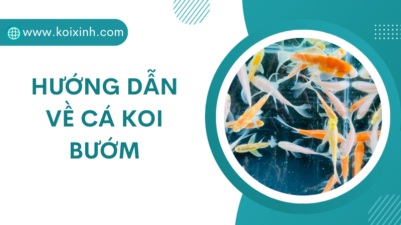 Hướng Dẫn Về Cá Koi Bướm
