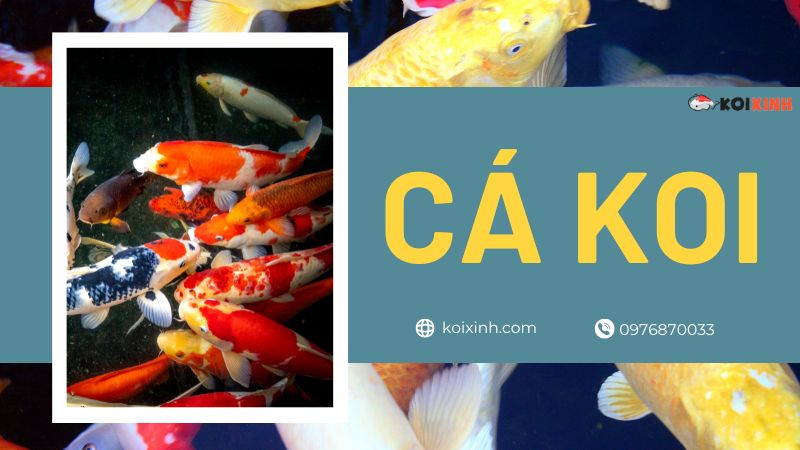 Cách Xử Lý Bê Tông Cho Hồ Cá Koi