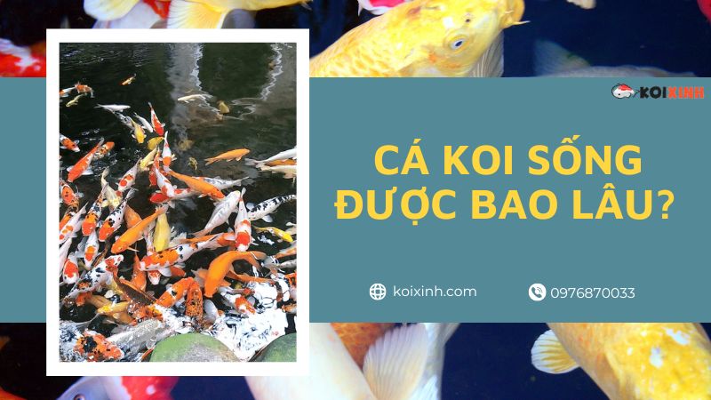 Cá Koi Sống được Bao Lâu? Tác động Của Môi Trường, Dinh Dưỡng Và Lối Sống