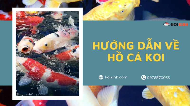 Hướng Dẫn Về Ao Koi: Mẹo, Thiết Lập & Ý Tưởng