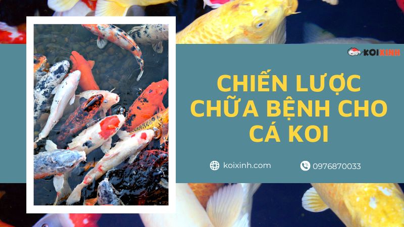 Chiến Lược Chữa Bệnh Cho Cá Koi