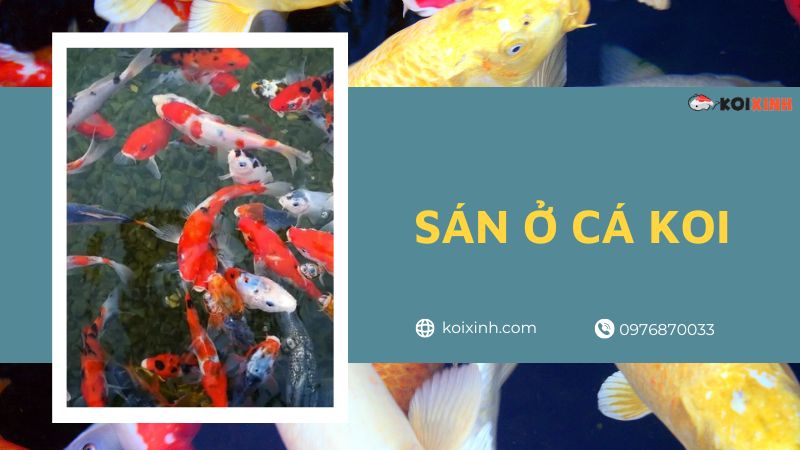 Sán ở Cá Koi – Nguyên Nhân, Triệu Chứng & Cách điều Trị