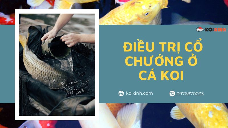 Điều Trị Cổ Chướng ở Cá Koi (hướng Dẫn điều Trị An Toàn)