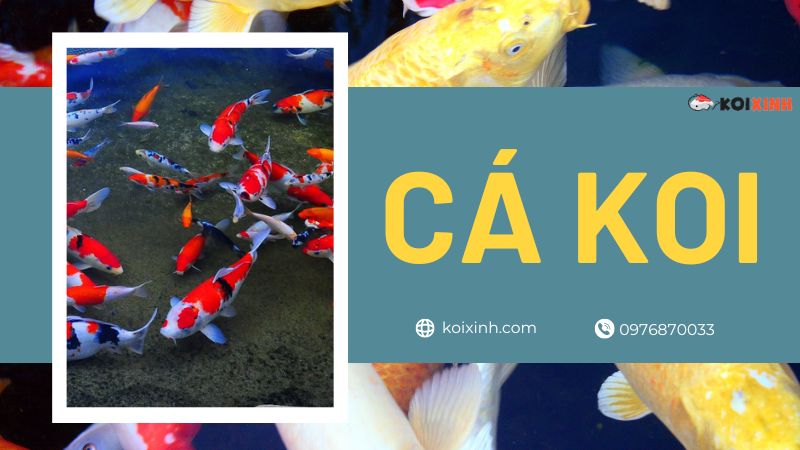 Cách Xử Lý Bệnh Vây Thối ở Cá Koi