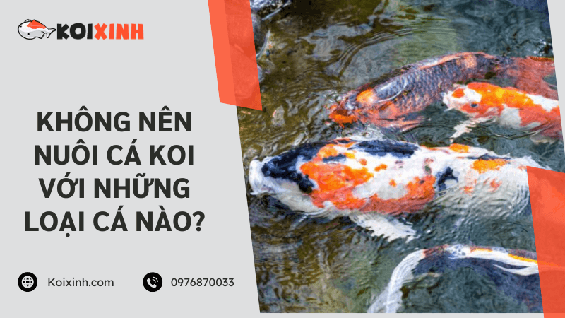 Không Nên Nuôi Cá Koi Với Những Loại Cá Nào?
