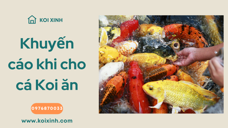 Khuyến Cáo & Khuyến Nghị Khi Cho Cá Koi ăn