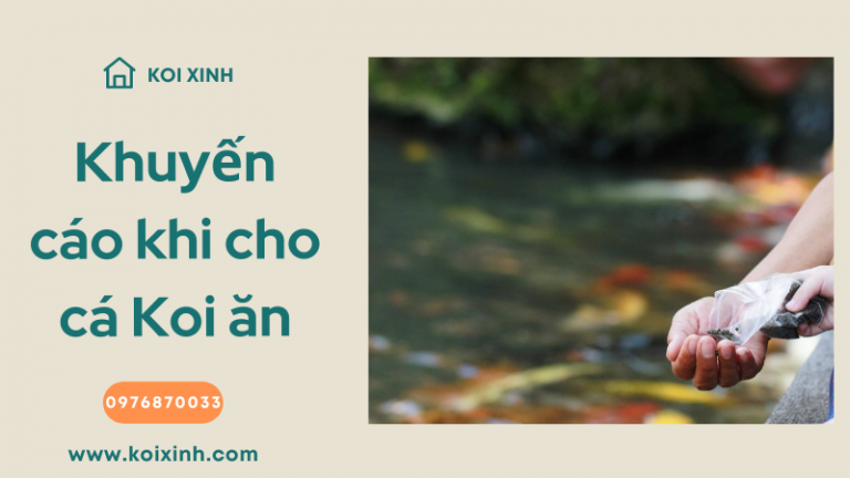 Khuyến Cáo & Khuyến Nghị Khi Cho Cá Koi ăn Khuyến Cáo & Khuyến Nghị Khi Cho Cá Koi ăn