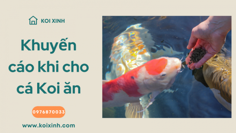Khuyến Cáo & Khuyến Nghị Khi Cho Cá Koi ăn Khuyến Cáo & Khuyến Nghị Khi Cho Cá Koi ăn