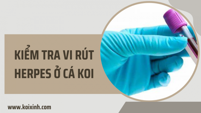 Kiểm Tra Vi Rút Herpes ở Cá Koi Kiểm Tra Vi Rút Herpes ở Cá Koi